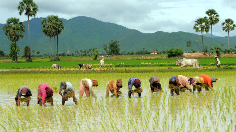 attraction-What to see in Kampong Chhnang Farmer Rice.jpg